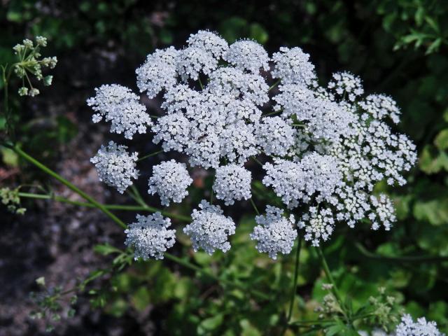 Bedrník anýz (Pimpinella anisum L.)