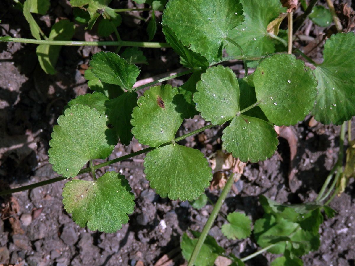 Bedrník anýz (Pimpinella anisum L.)