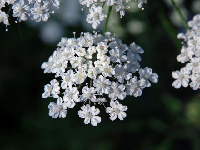 Bedrník anýz (Pimpinella anisum L.)