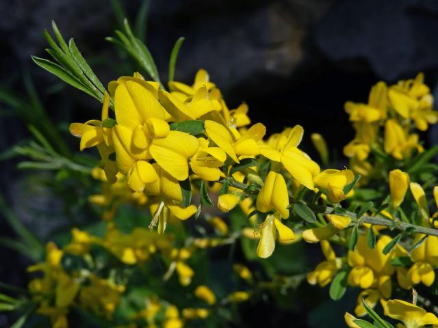 Kručinka chlupatá (Genista pilosa L.)