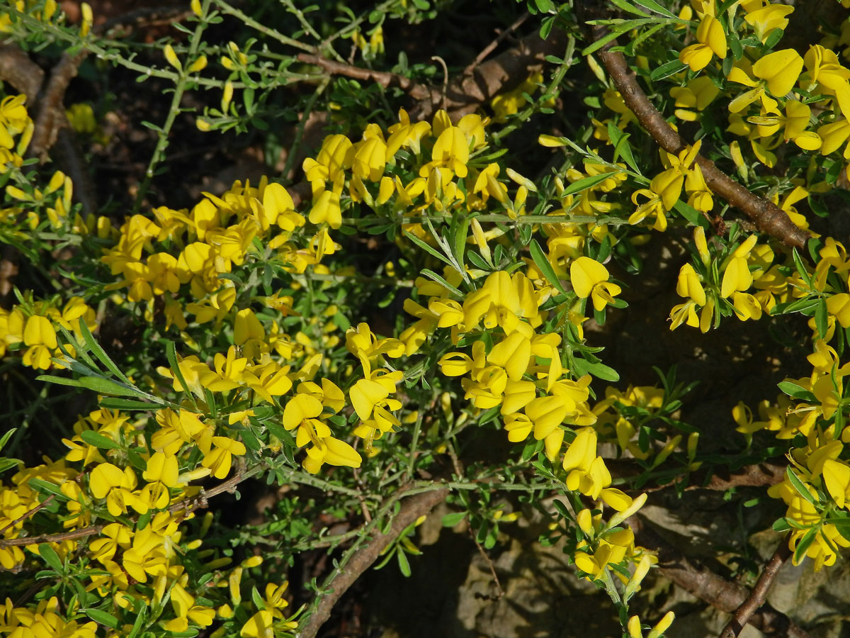 Kručinka chlupatá (Genista pilosa L.)