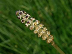 Přeslička bahenní (Equisetum palustre L.)