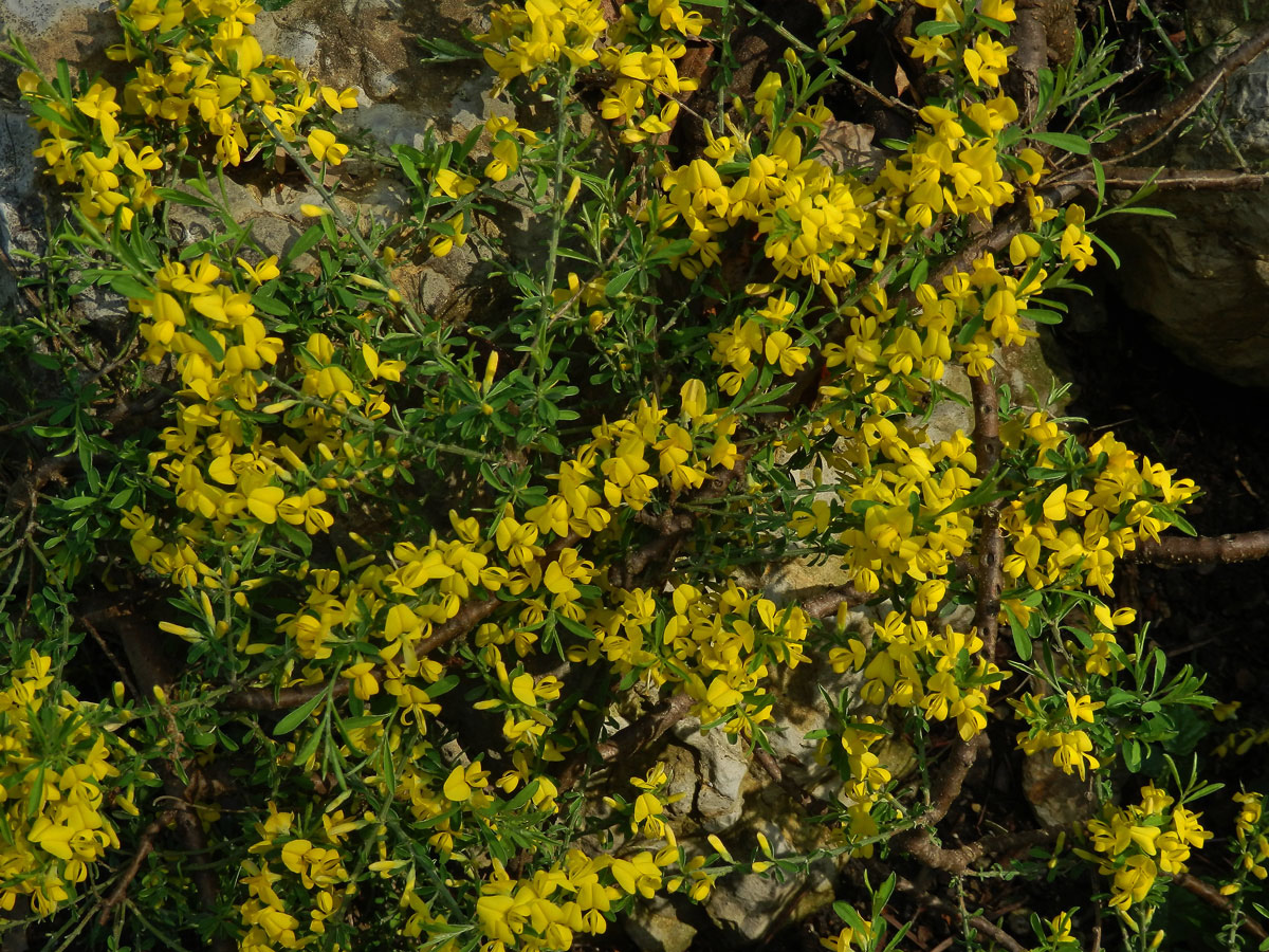 Kručinka chlupatá (Genista pilosa L.)