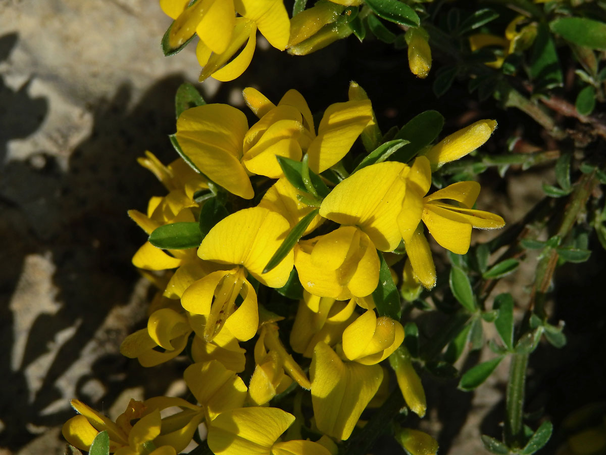 Kručinka chlupatá (Genista pilosa L.)