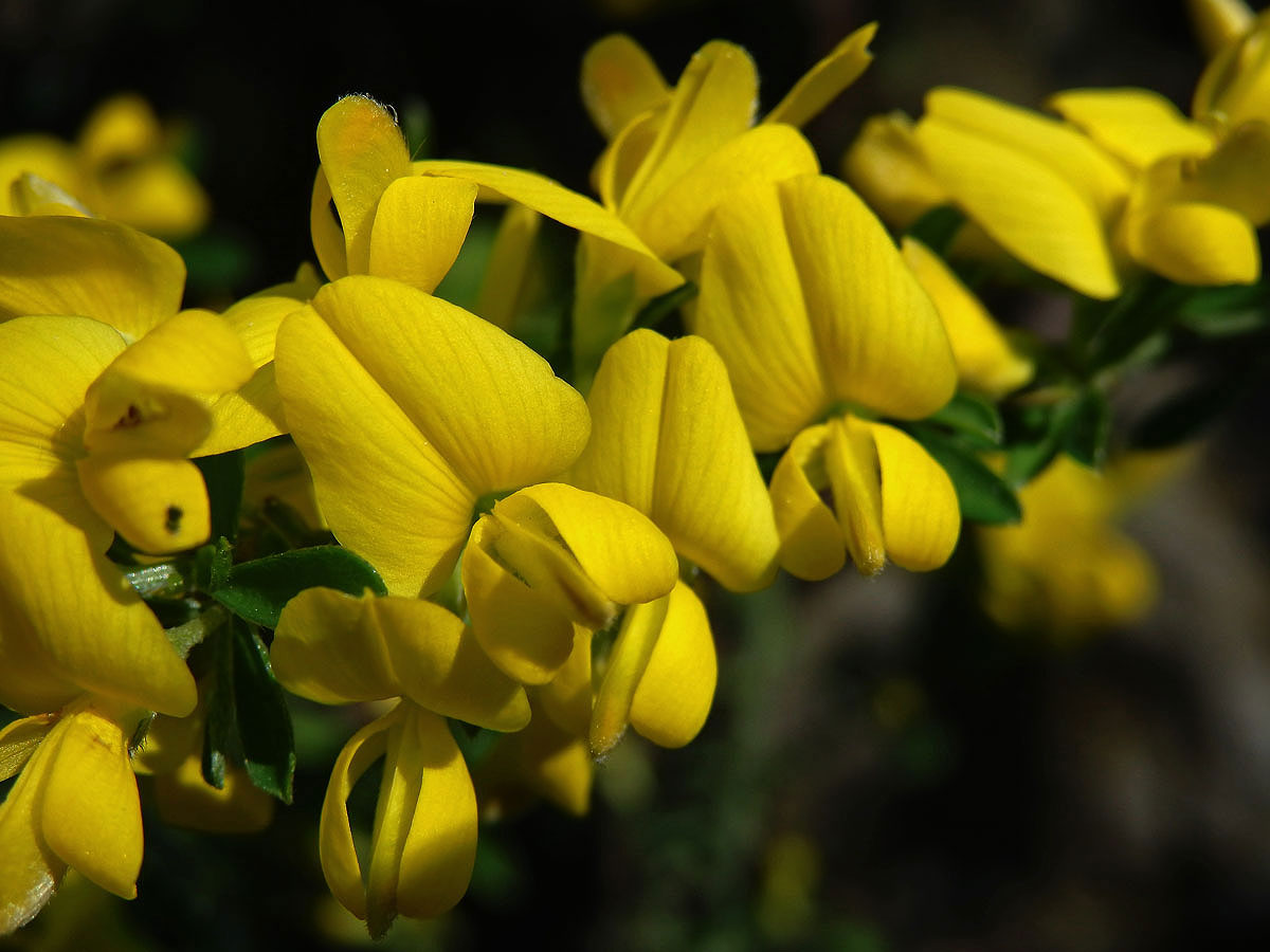 Kručinka chlupatá (Genista pilosa L.)