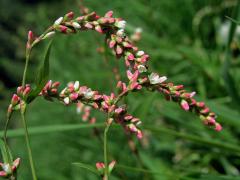 Rdesno řídkokvěté (Persicaria mitis (Schrank) Asenov)