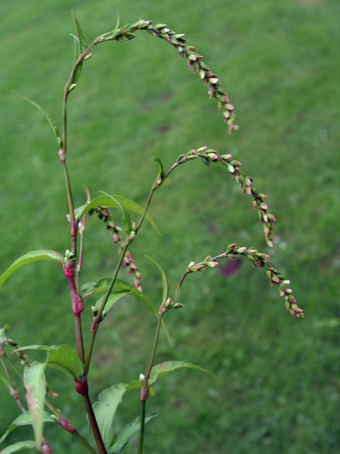 Rdesno řídkokvěté (Persicaria mitis (Schrank) Asenov)