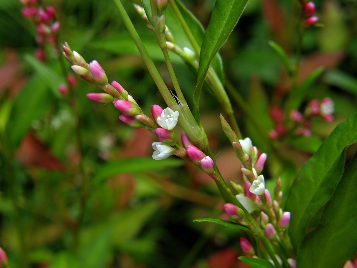 Rdesno řídkokvěté (Persicaria mitis (Schrank) Asenov)