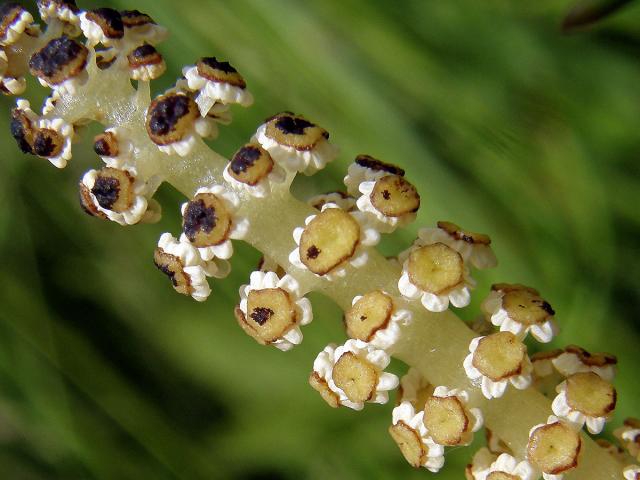 Přeslička bahenní (Equisetum palustre L.)