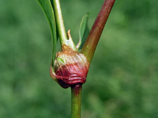 Rdesno řídkokvěté (Persicaria mitis (Schrank) Asenov)