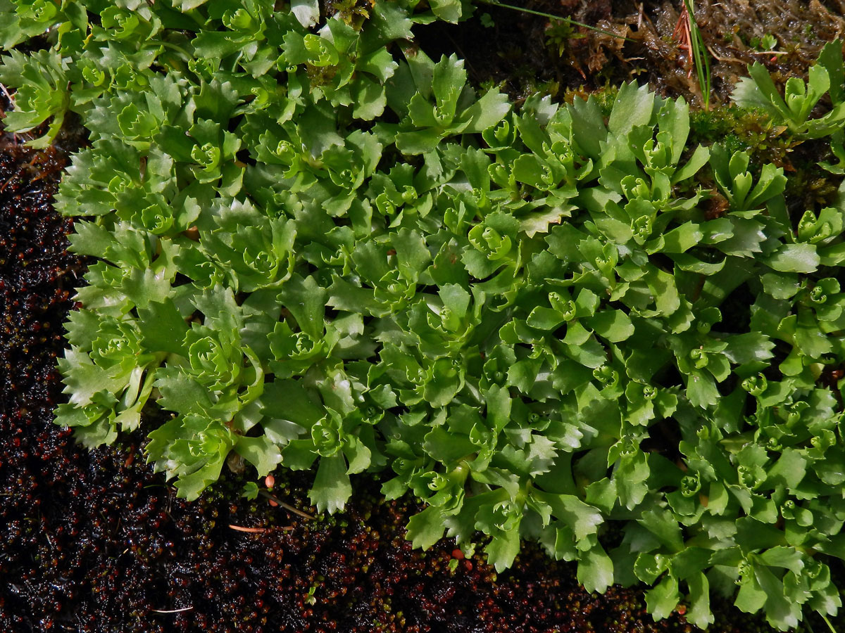 Prvosenka nejmenší (Primula minima L.)