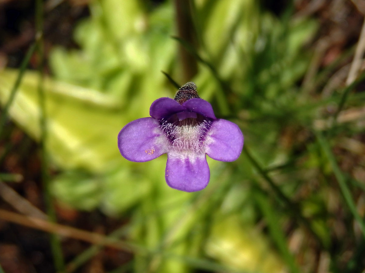 Tučnice obecná (Pinguicula vulgaris L.)