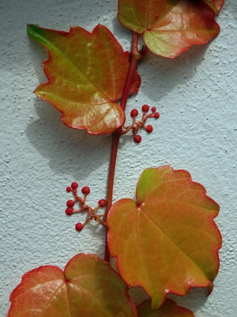 Loubinec tojlaločný (Parthenocissus tricuspidata (Siebold & Zucc.) Planch.)