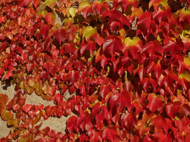 Loubinec tojlaločný (Parthenocissus tricuspidata (Siebold & Zucc.) Planch.)