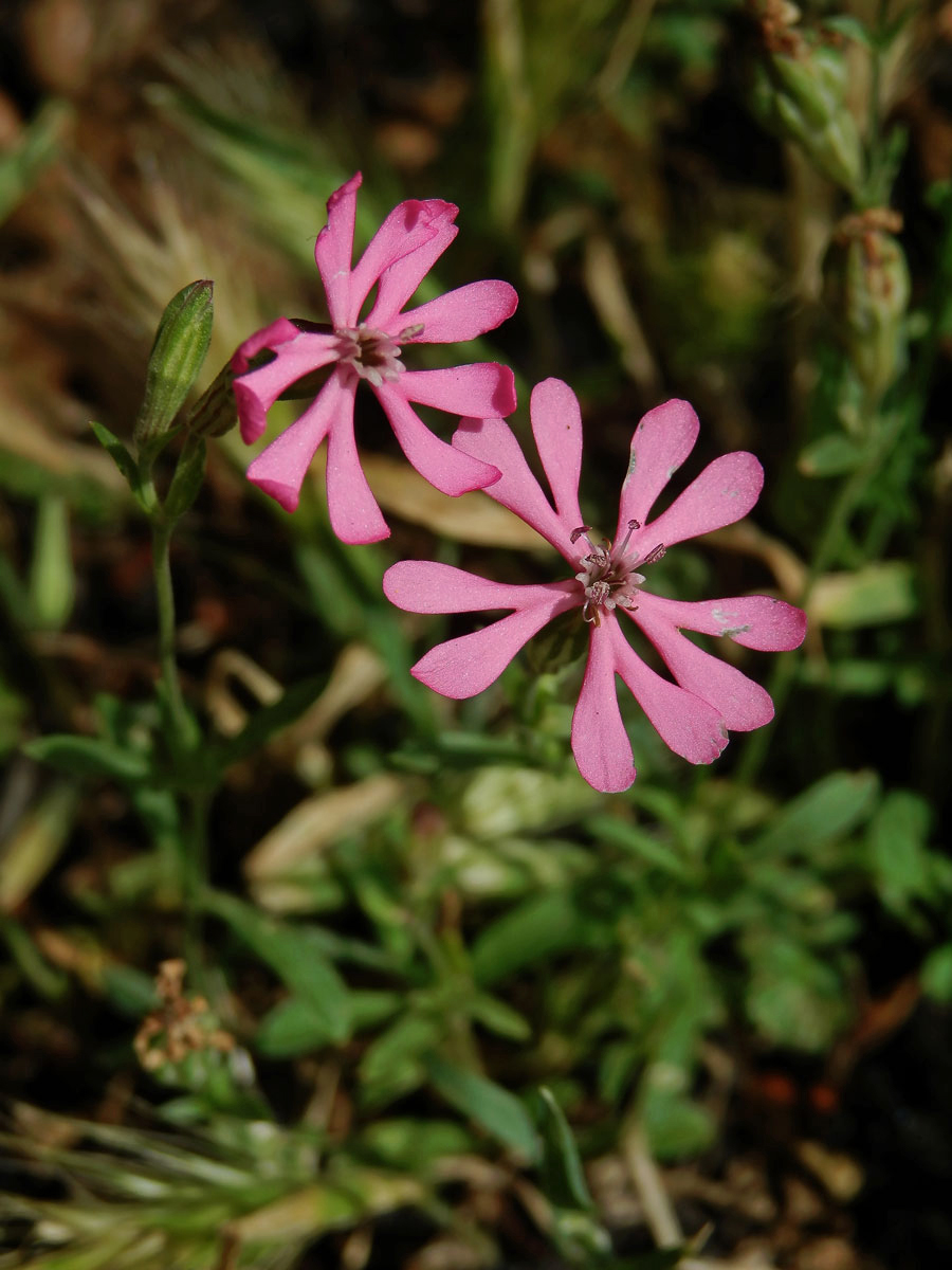 Silenka (Silene colorata Poir.)