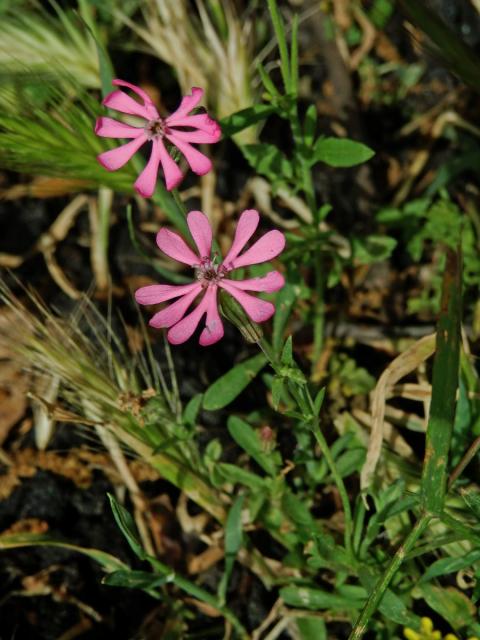 Silenka (Silene colorata Poir.)