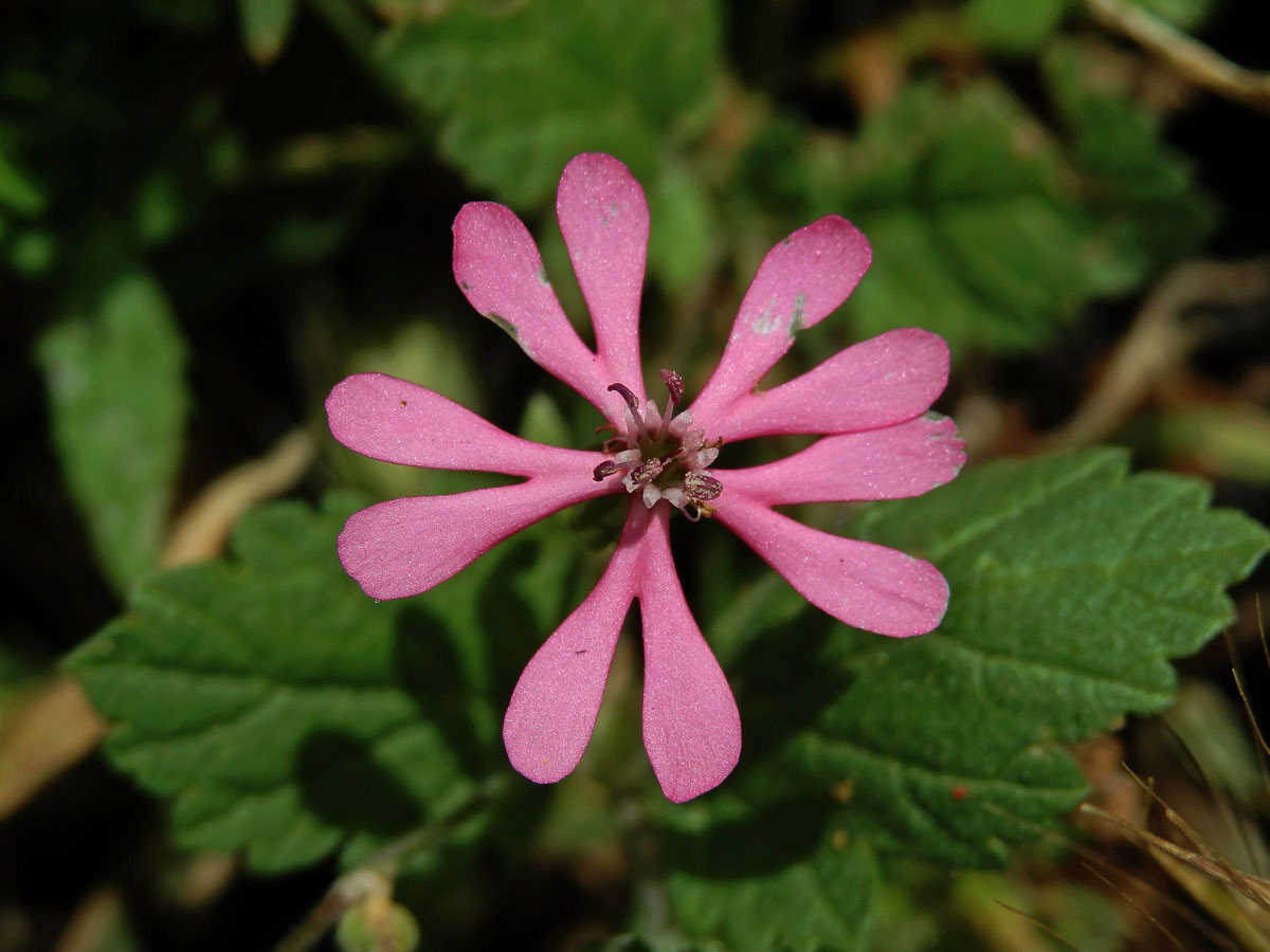 Silenka (Silene colorata Poir.)