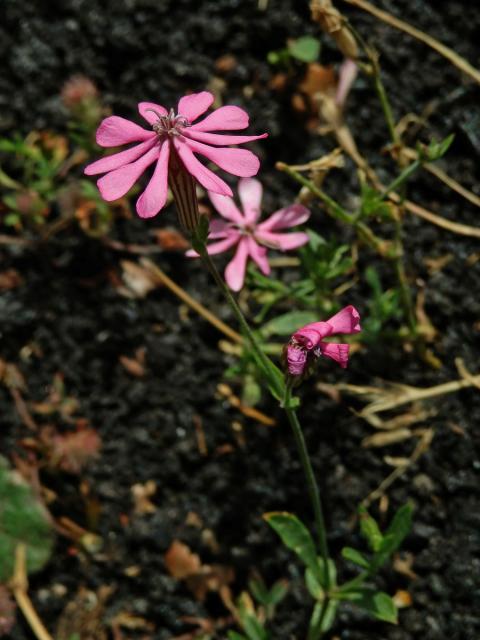 Silenka (Silene colorata Poir.)