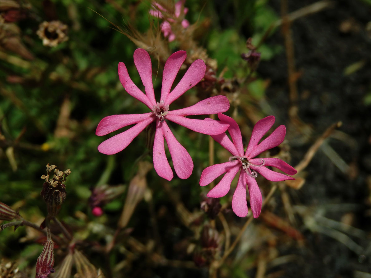 Silenka (Silene colorata Poir.)