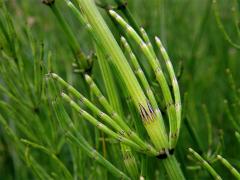 Přeslička bahenní (Equisetum palustre L.)