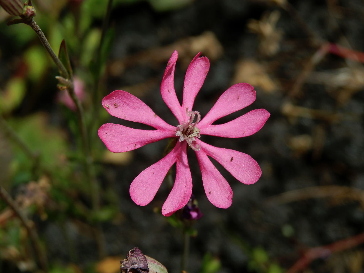 Silenka (Silene colorata Poir.)