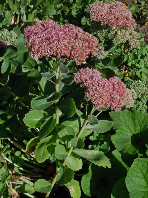 Rozchodník nádherný (Hylotelephium spectabile (Boreau) H. Ohba)