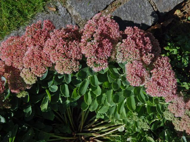 Rozchodník nádherný (Hylotelephium spectabile (Boreau) H. Ohba)