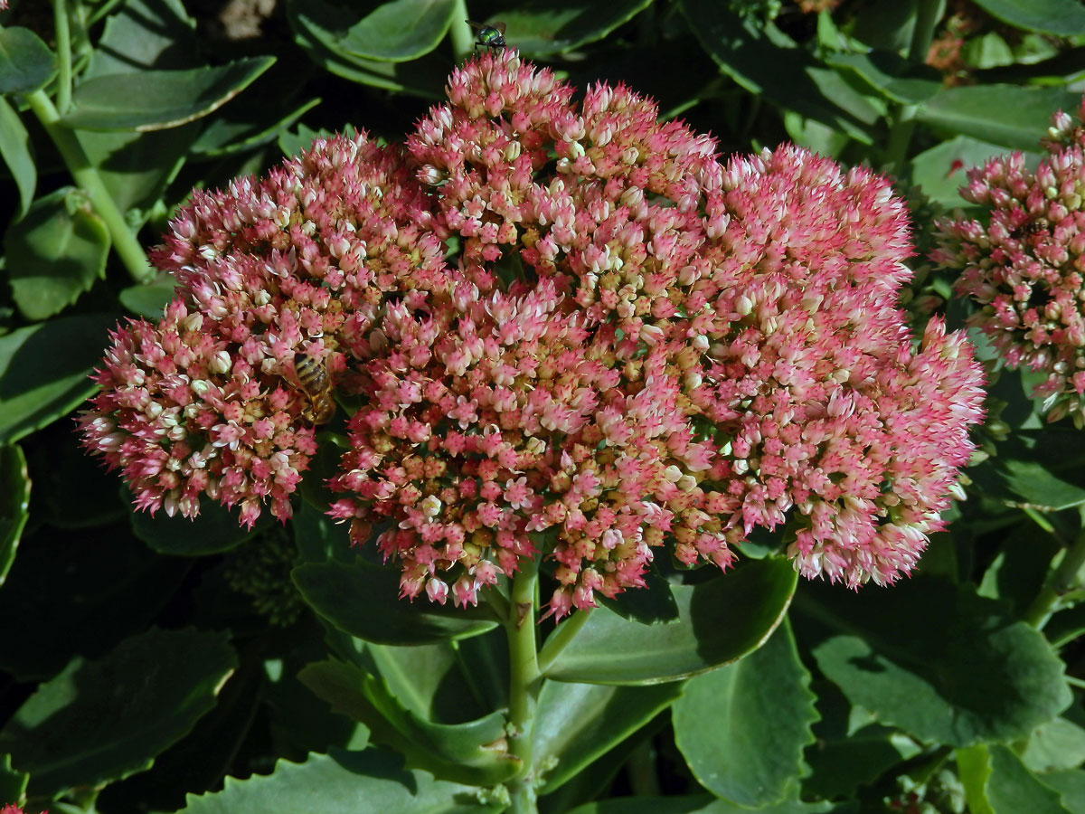 Rozchodník nádherný (Hylotelephium spectabile (Boreau) H. Ohba)