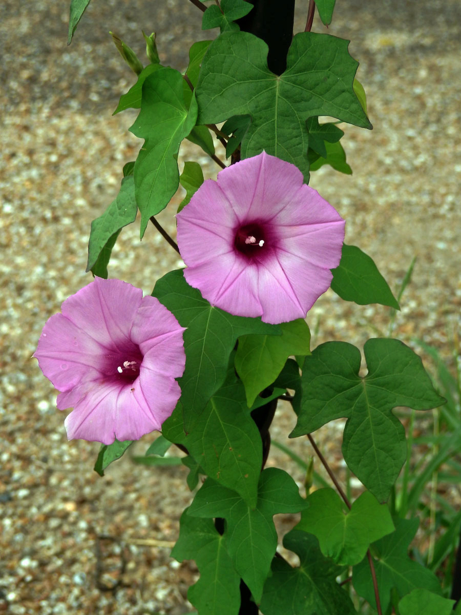 Povíjnice (Ipomoea cordatotriloba Dennst.)