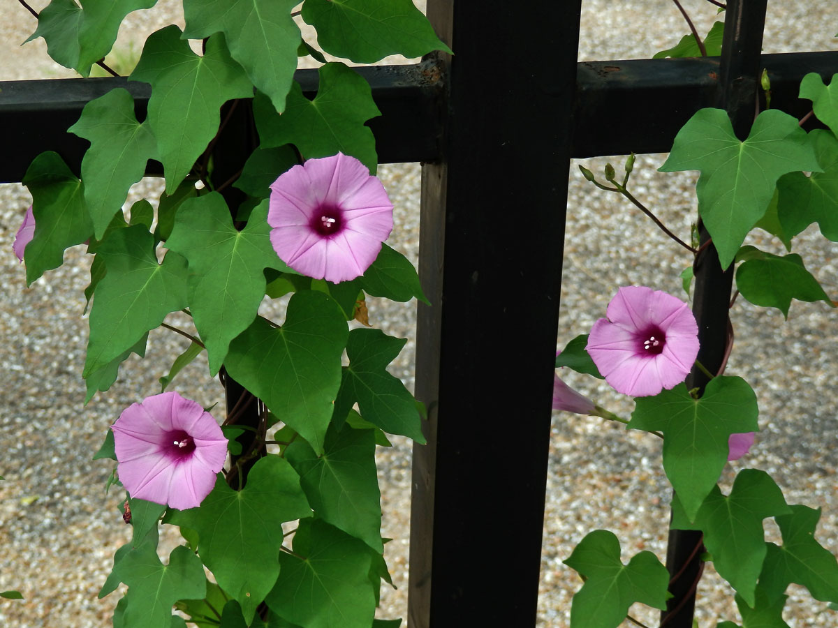 Povíjnice (Ipomoea cordatotriloba Dennst.)