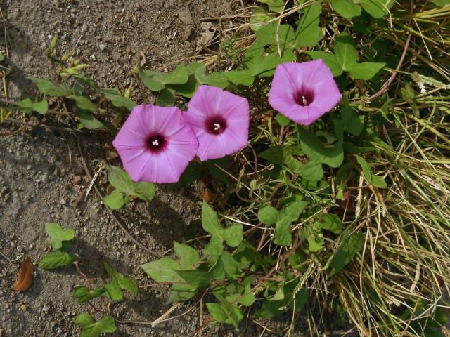 Povíjnice (Ipomoea cordatotriloba Dennst.)