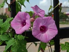 Povíjnice (Ipomoea cordatotriloba Dennst.)