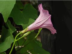 Povíjnice (Ipomoea cordatotriloba Dennst.)