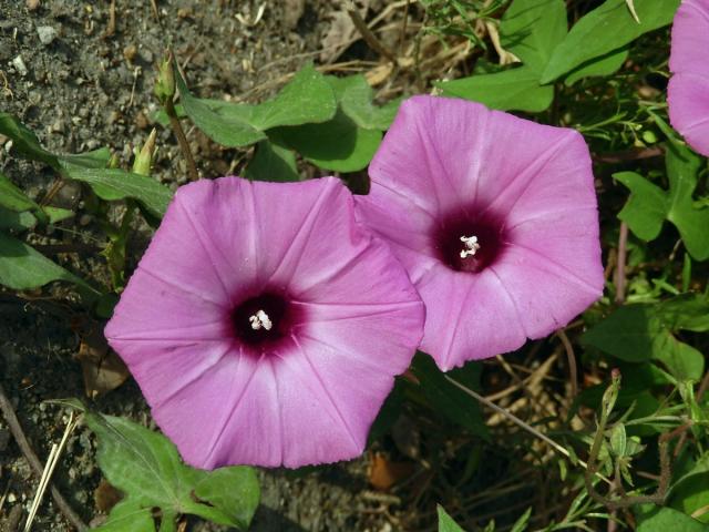 Povíjnice (Ipomoea cordatotriloba Dennst.)