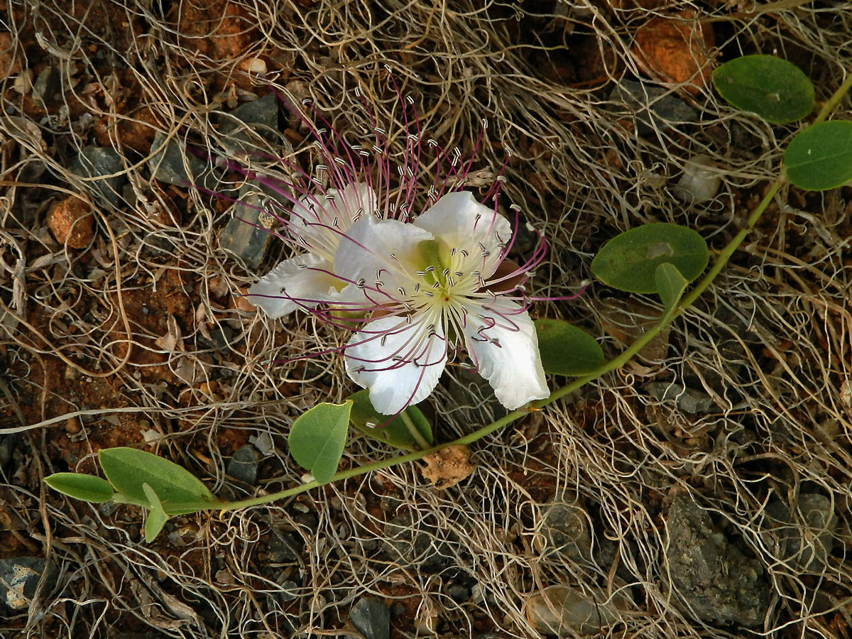 Kapara trnitá (Capparis spinosa L.)