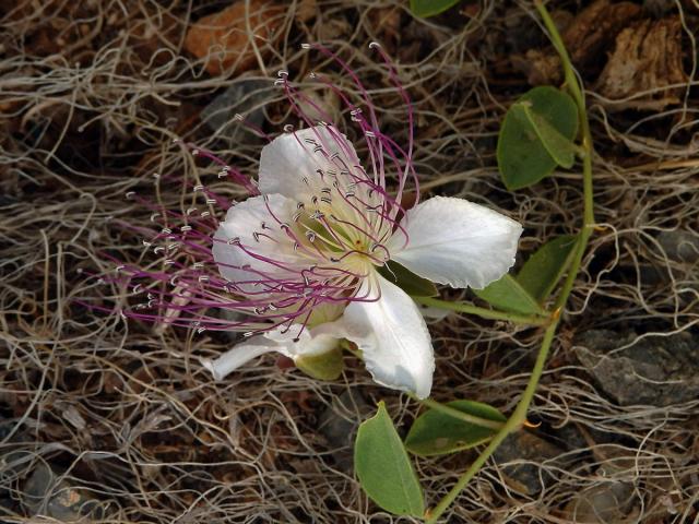 Kapara trnitá (Capparis spinosa L.)