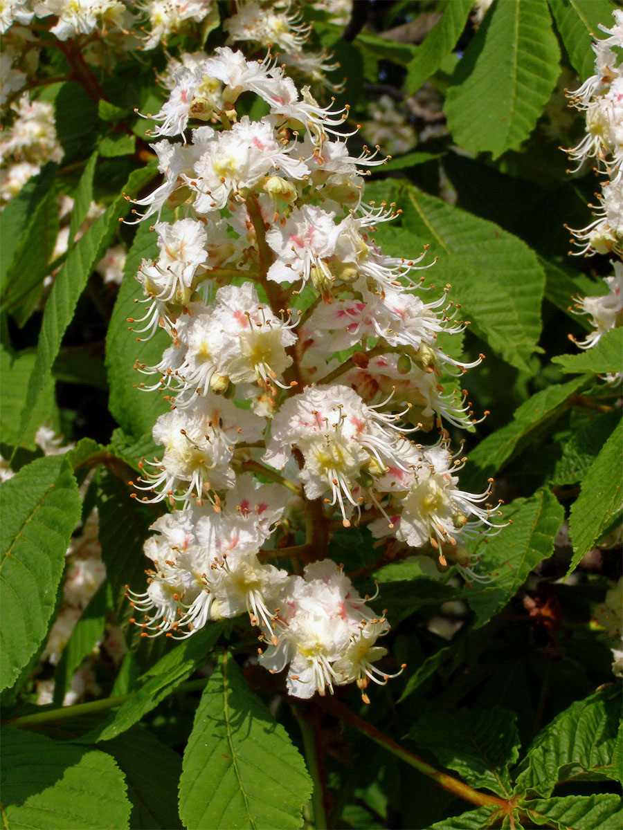 Jírovec maďal (Aesculus hippocastanum L.)