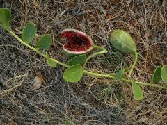 Kapara trnitá (Capparis spinosa L.)