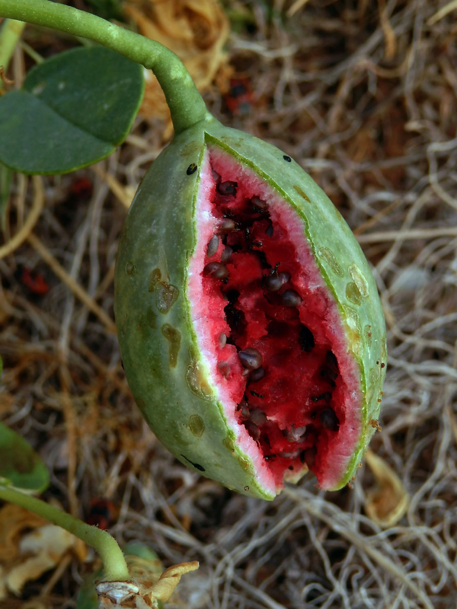 Kapara trnitá (Capparis spinosa L.)