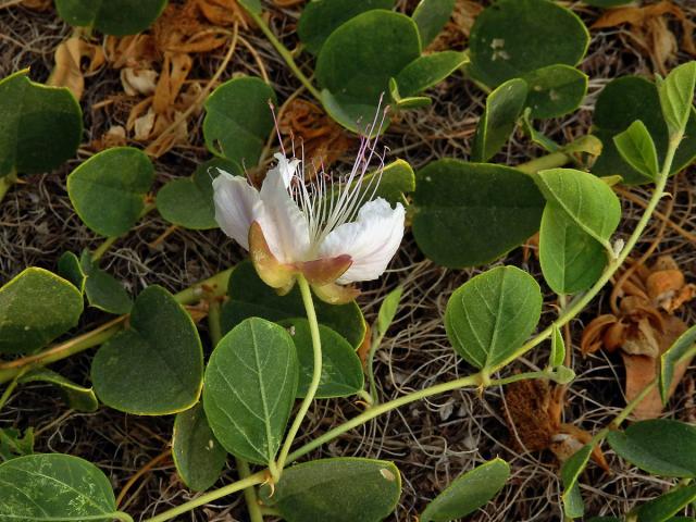 Kapara trnitá (Capparis spinosa L.)