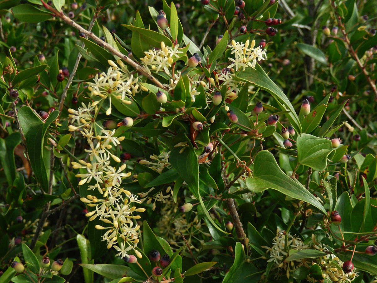 Přestup drsný (Smilax aspera L.)