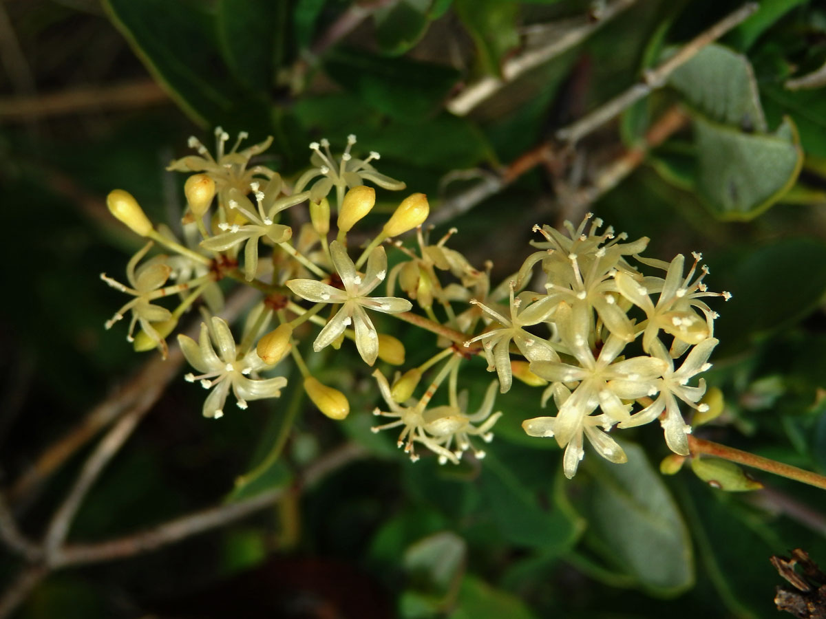 Přestup drsný (Smilax aspera L.)