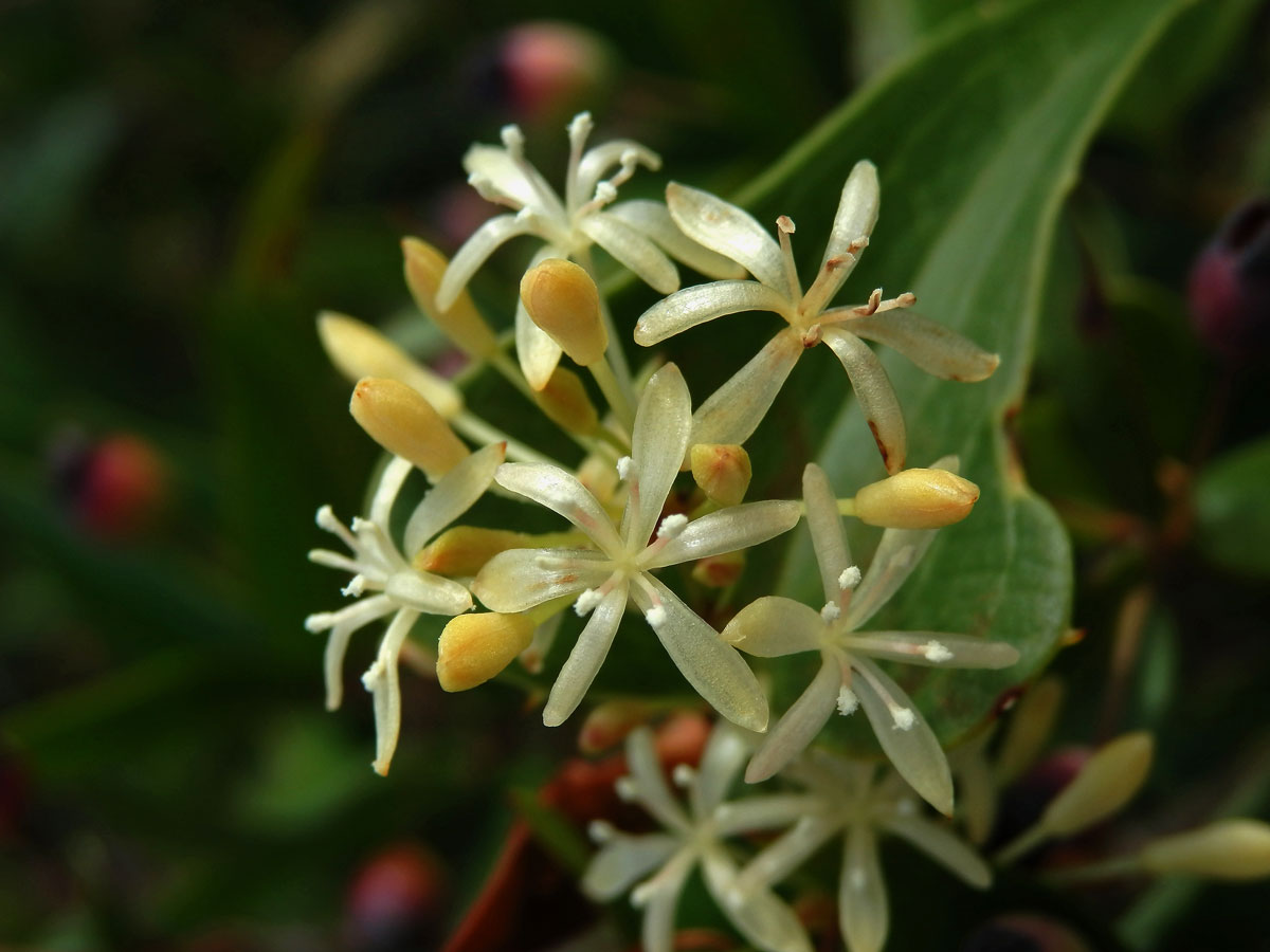 Přestup drsný (Smilax aspera L.)