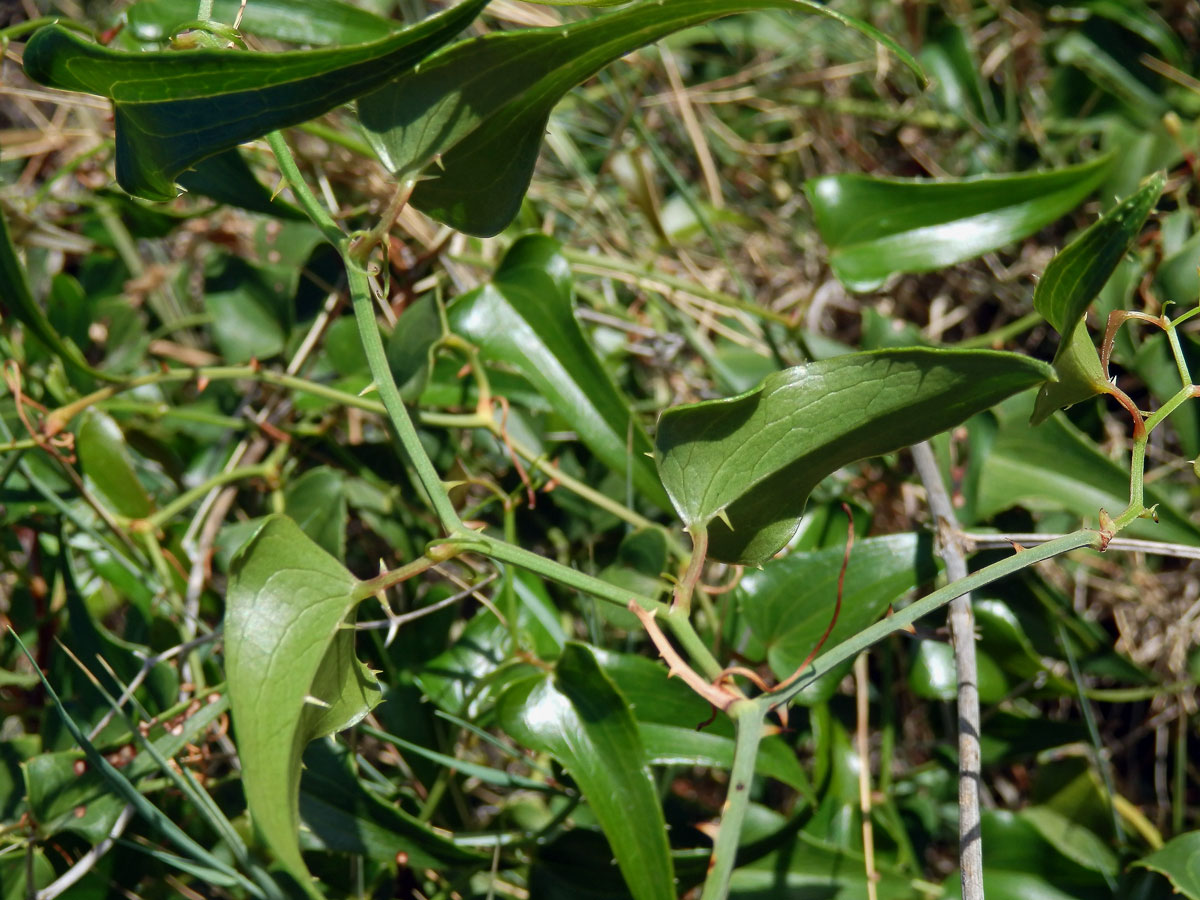 Přestup drsný (Smilax aspera L.)