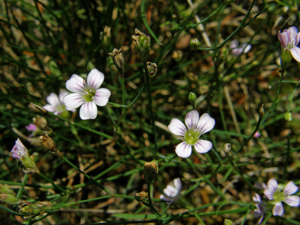 Hvozdíček lomikamenovitý (Petrorhagia saxifraga (L.) Link)