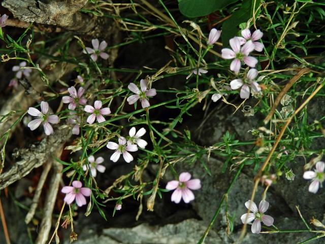 Hvozdíček lomikamenovitý (Petrorhagia saxifraga (L.) Link)