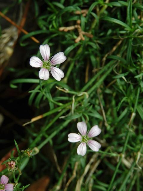 Hvozdíček lomikamenovitý (Petrorhagia saxifraga (L.) Link)