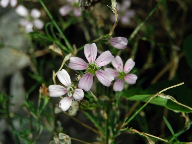 Hvozdíček lomikamenovitý (Petrorhagia saxifraga (L.) Link)