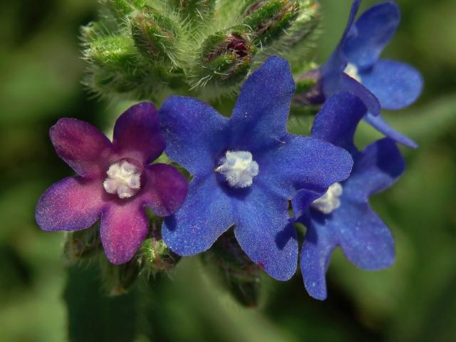 Kamejník barvířský (Alkanna tinctoria (L.) Tausch)