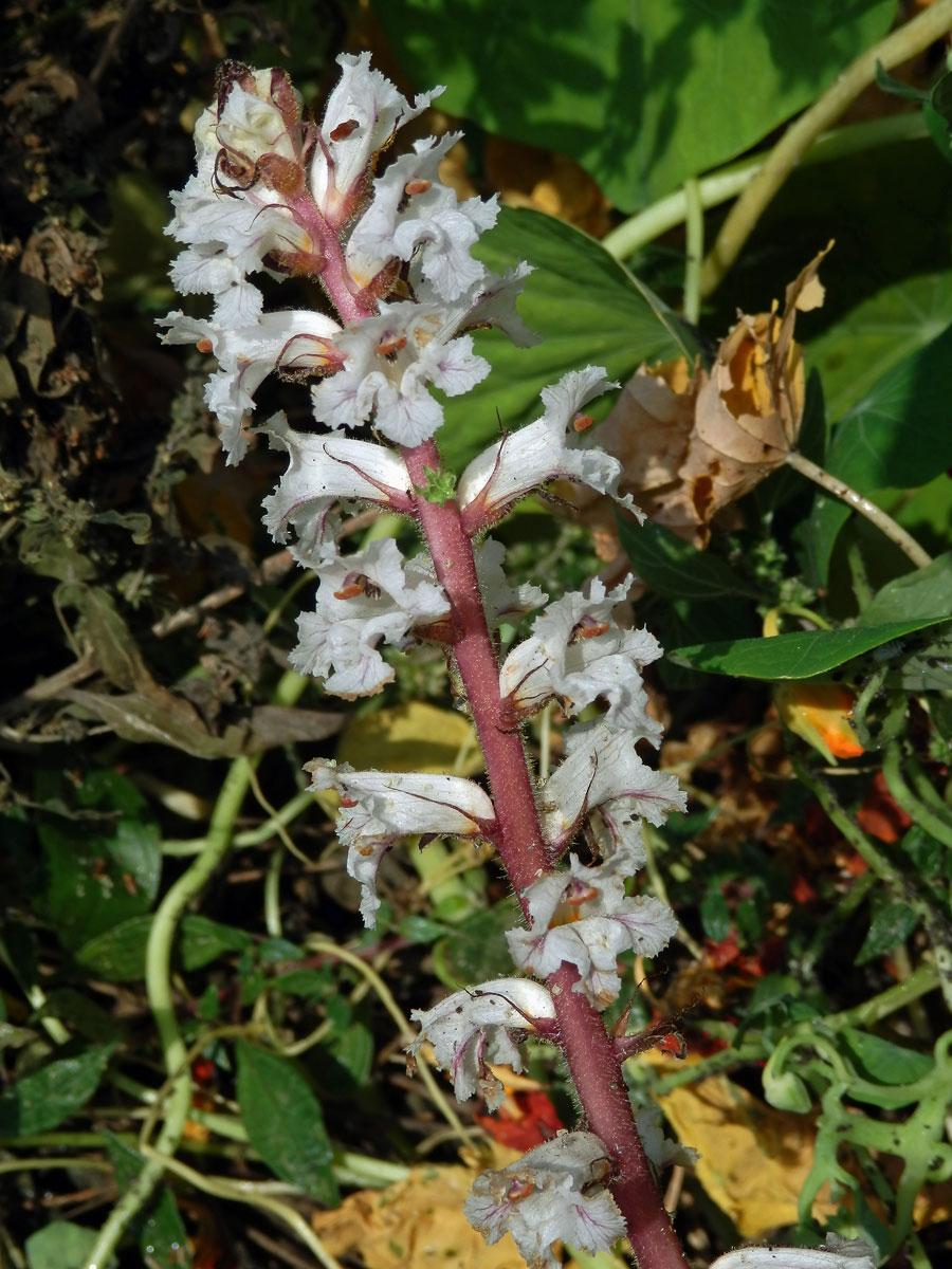 Záraza vroubená (Orobanche crenata Forssk.)